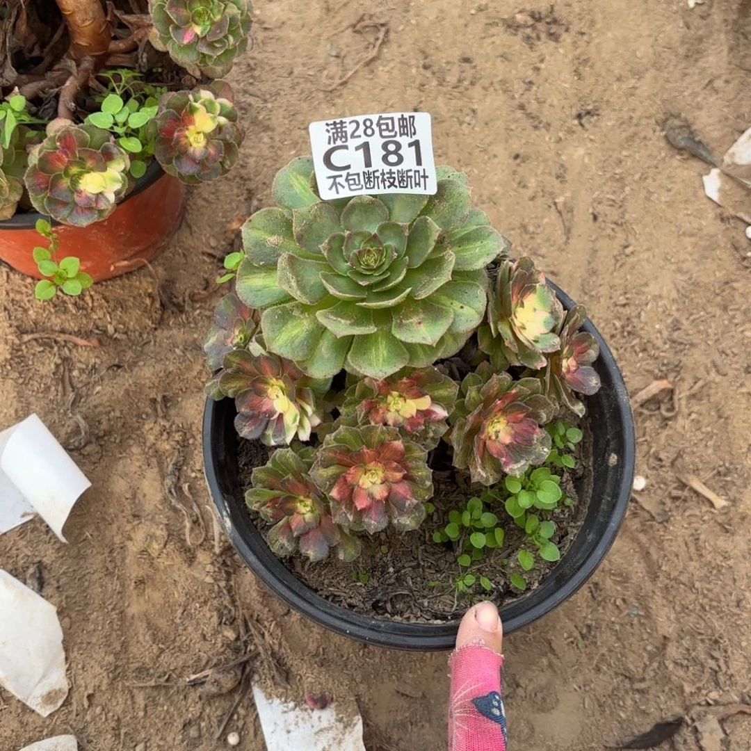 M. 181七彩海王多肉1233