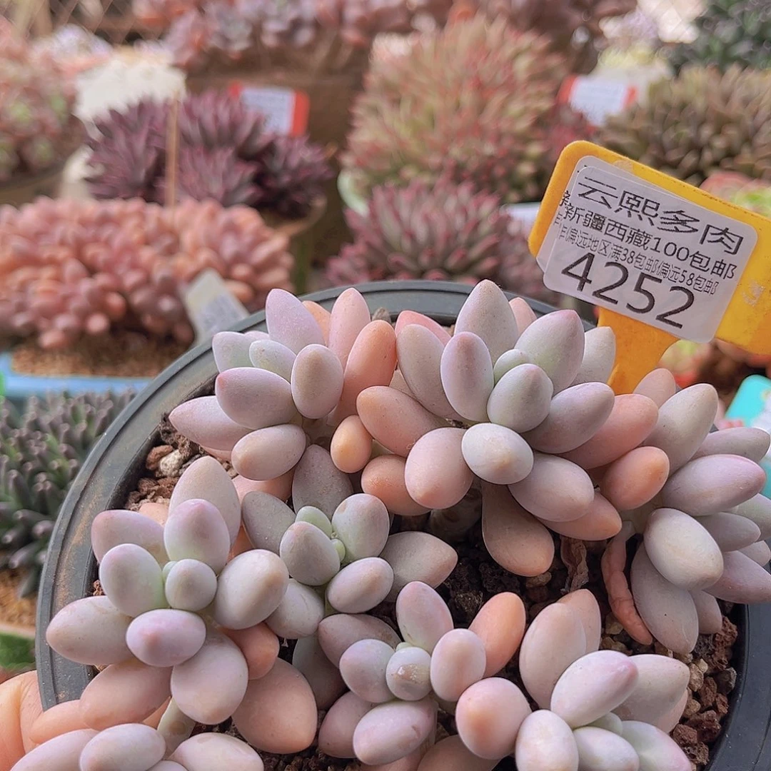 4252粉色恋人多肉植物