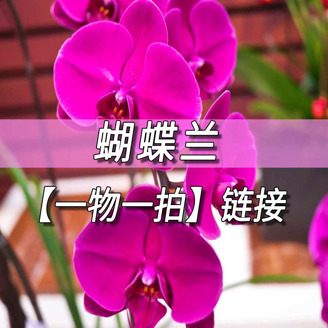 一物一拍蝴蝶兰带花带花苞室内高端花卉盆栽绿植好养活基地直发