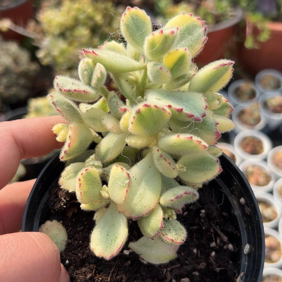 多肉植物白熊老庄