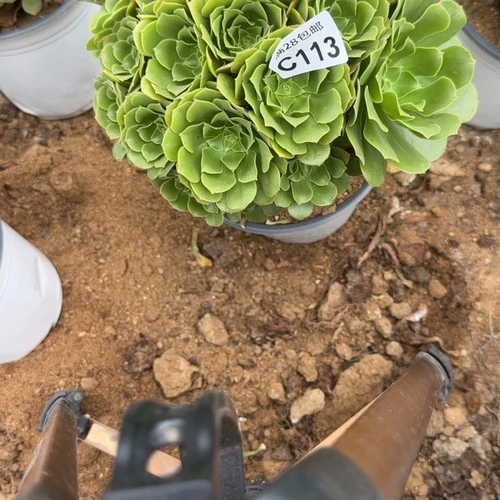 113 多肉植物不包断枝