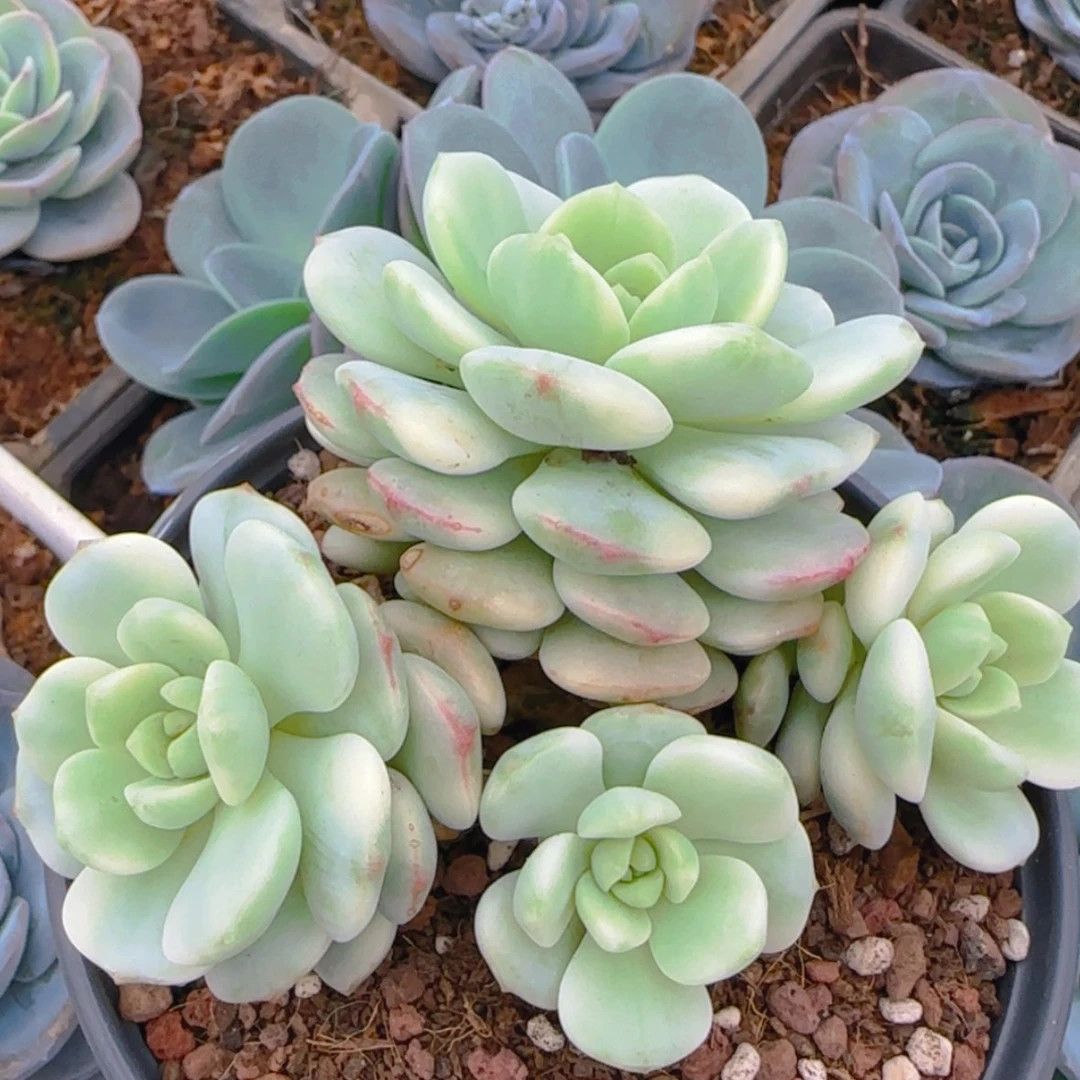 【闪购商品】香草锦