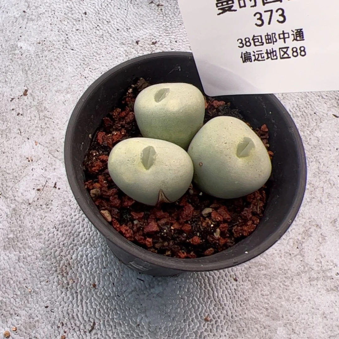 ?****373号有伤嘟嘟嘴2.9多肉