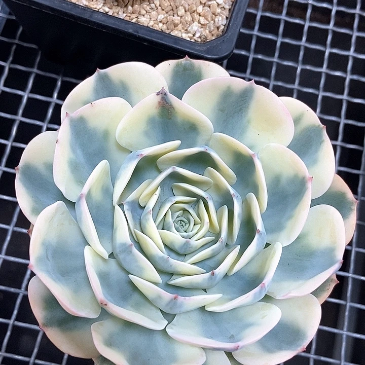 玉蝶锦多肉植物的