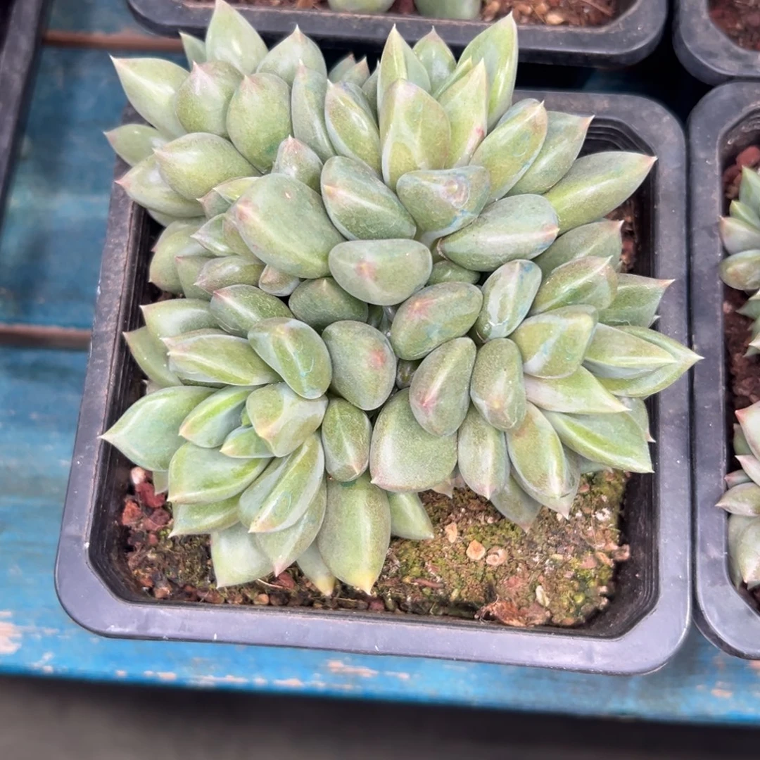 从前慢花园多肉精选编号1.3红象牙多头群