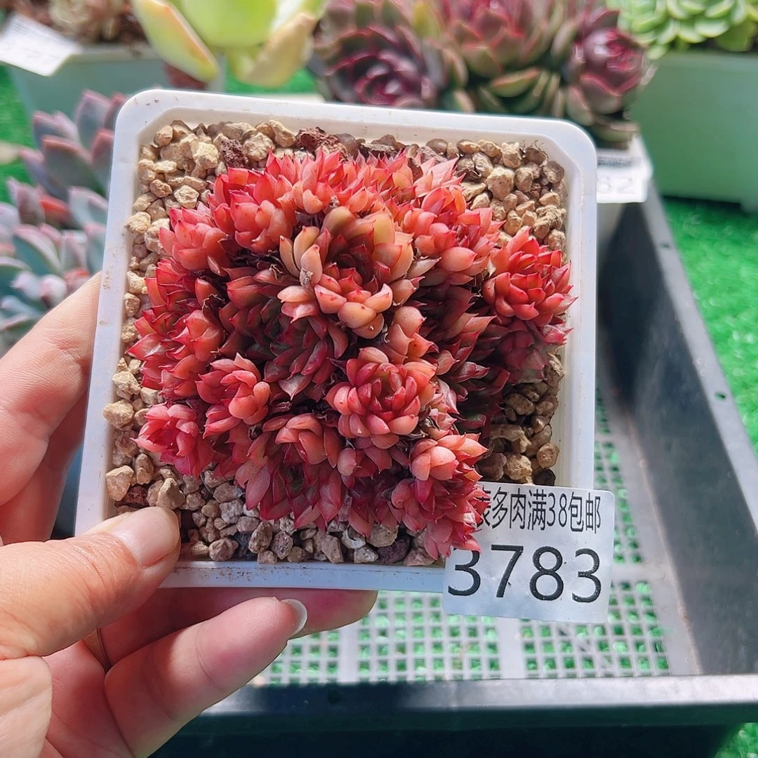 无花朵多肉一物一拍植物3782