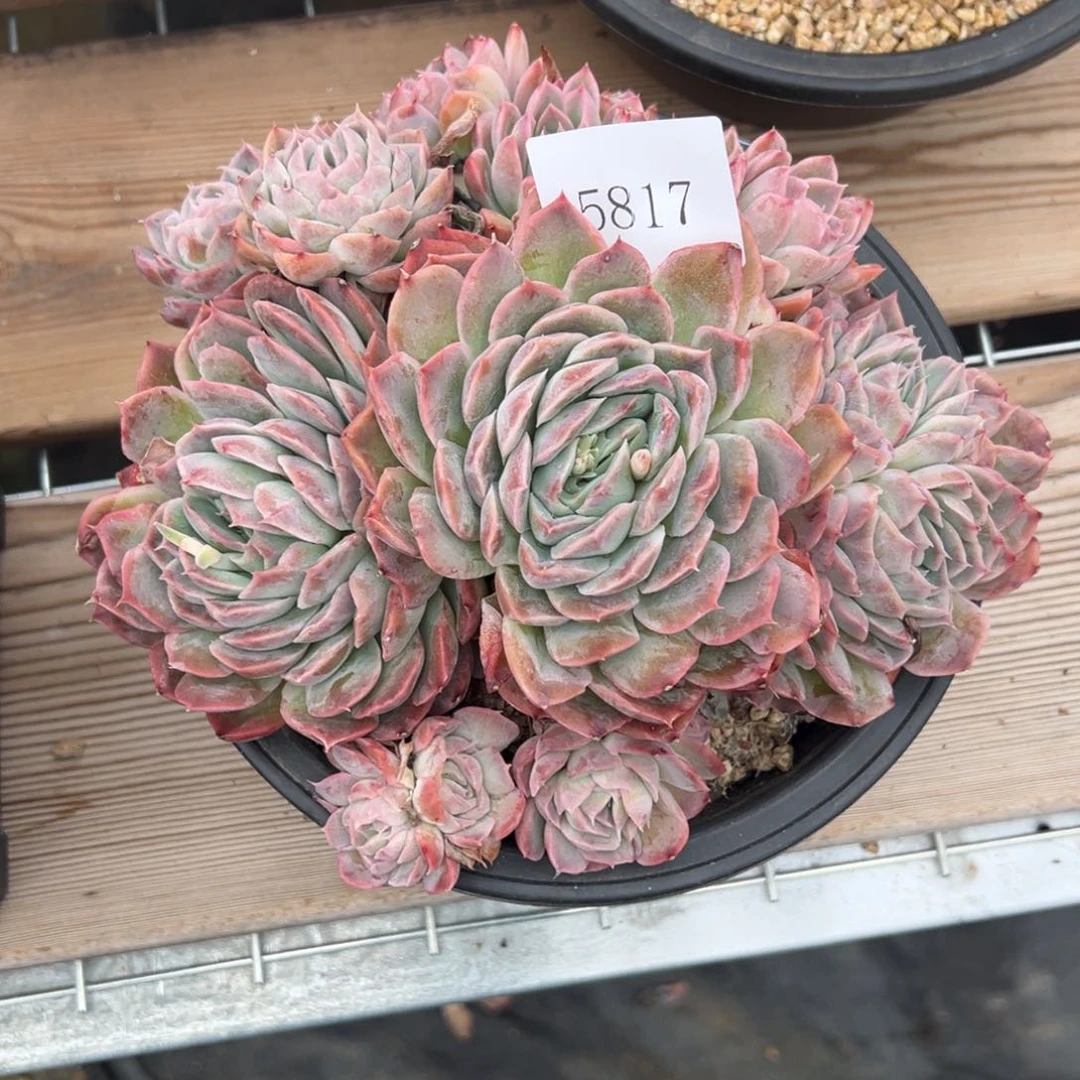 果**台5817多肉多多多多多