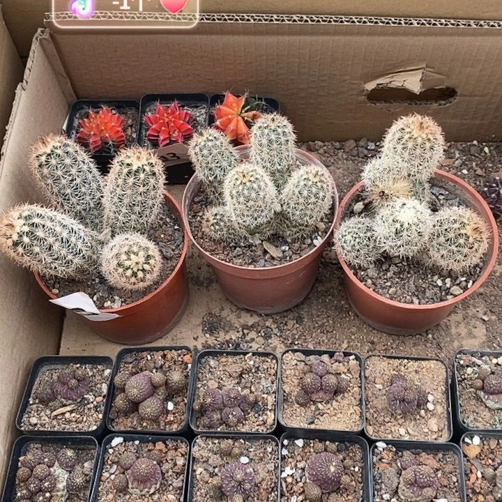 多头实生虾仙人球