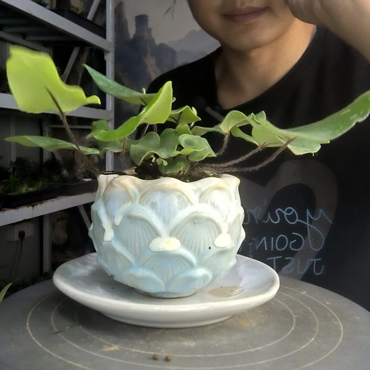 N**A中青园艺一物一拍173