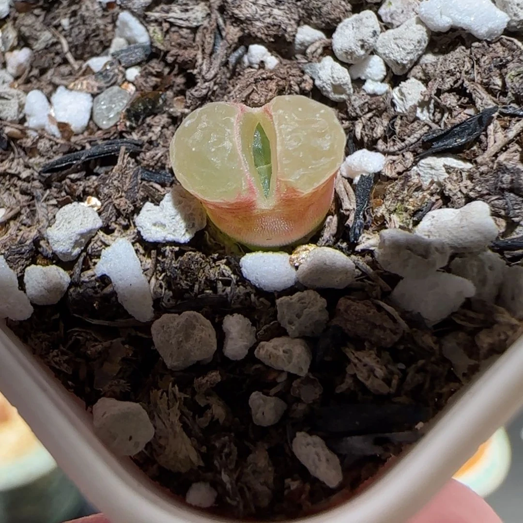 肉锥多肉植物百科-粉樱928