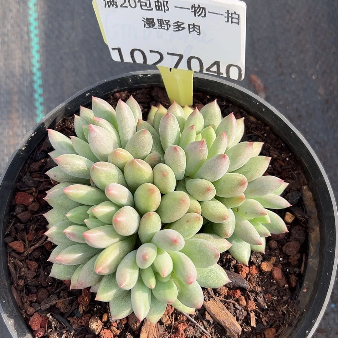 1027040 岩字美人群生无砍