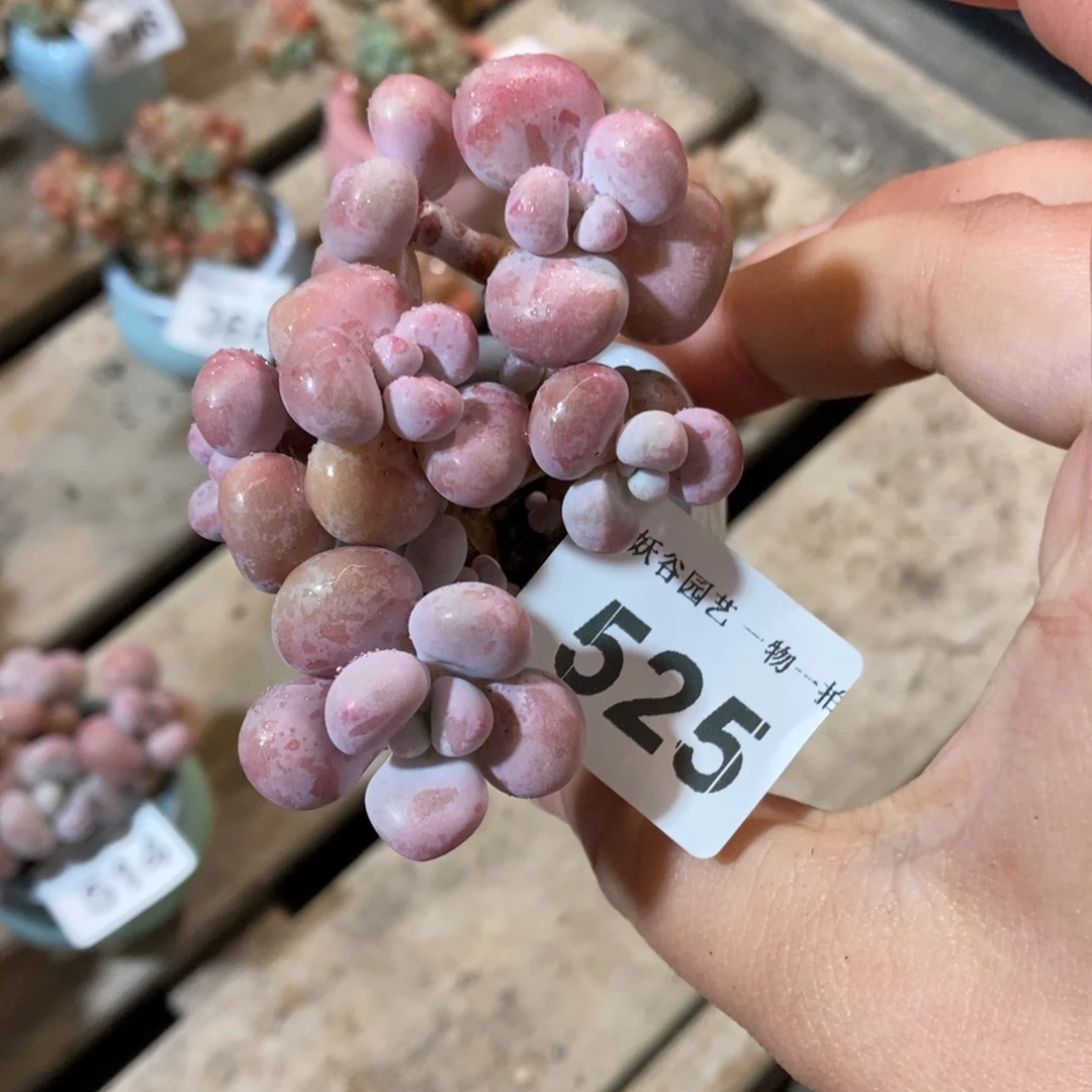 娜*～252糖果腰子蛋不带盆土