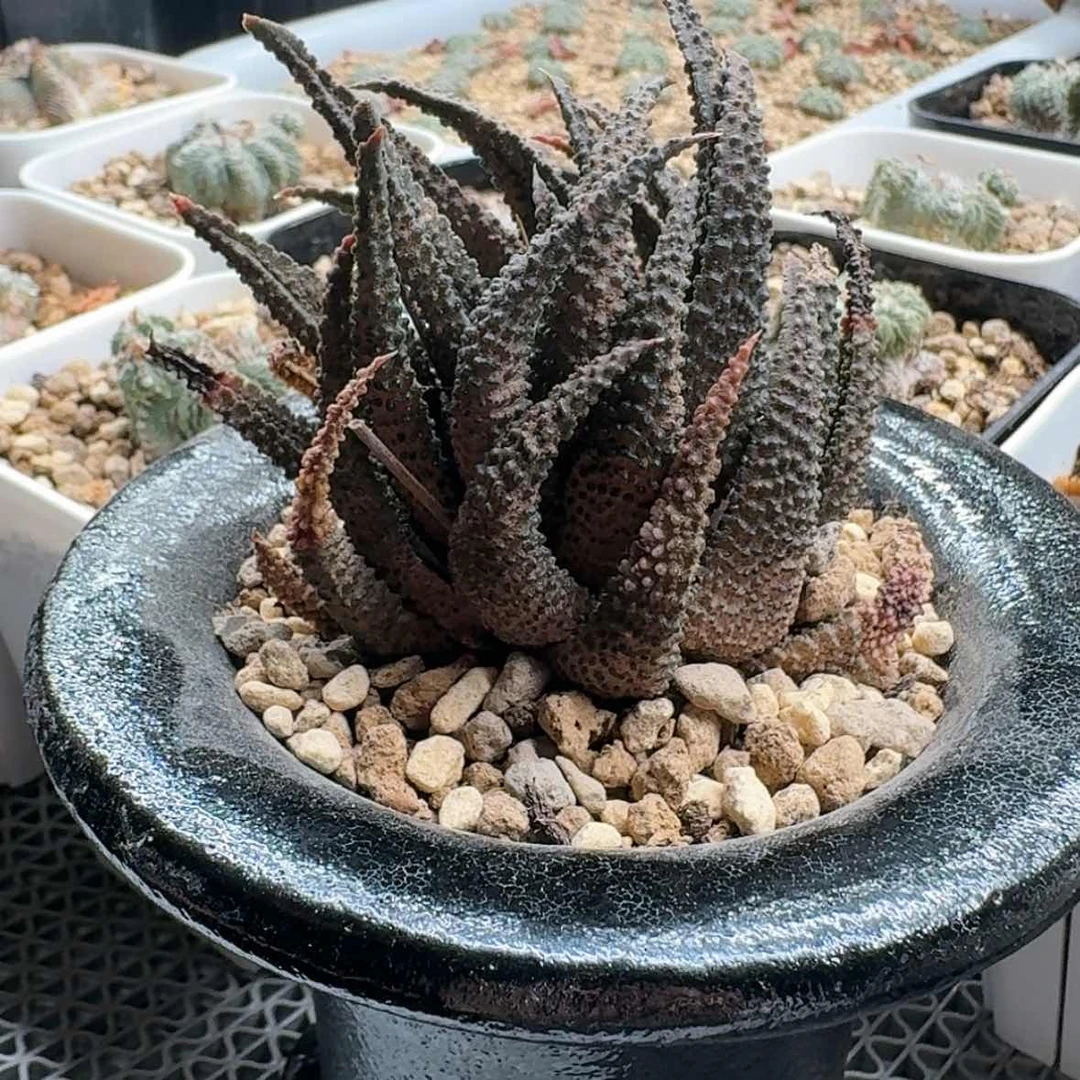 【闪购商品】带盆黑风车哈哈