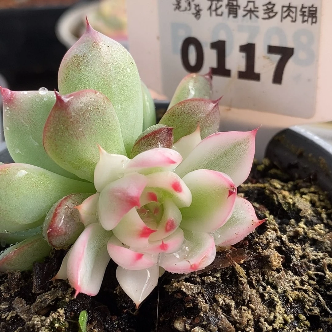 117娃娃哈哈哈哈哈哈