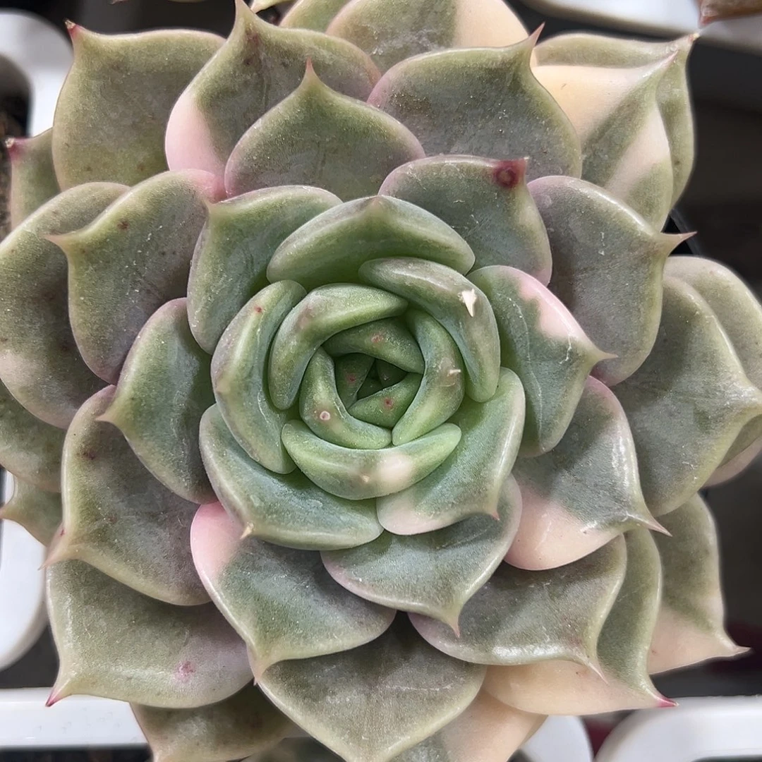 满38包邮贝加尔湖花脸