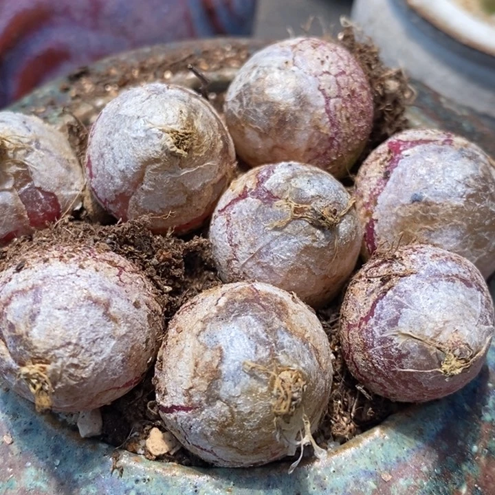 大灯泡一颗大灯泡