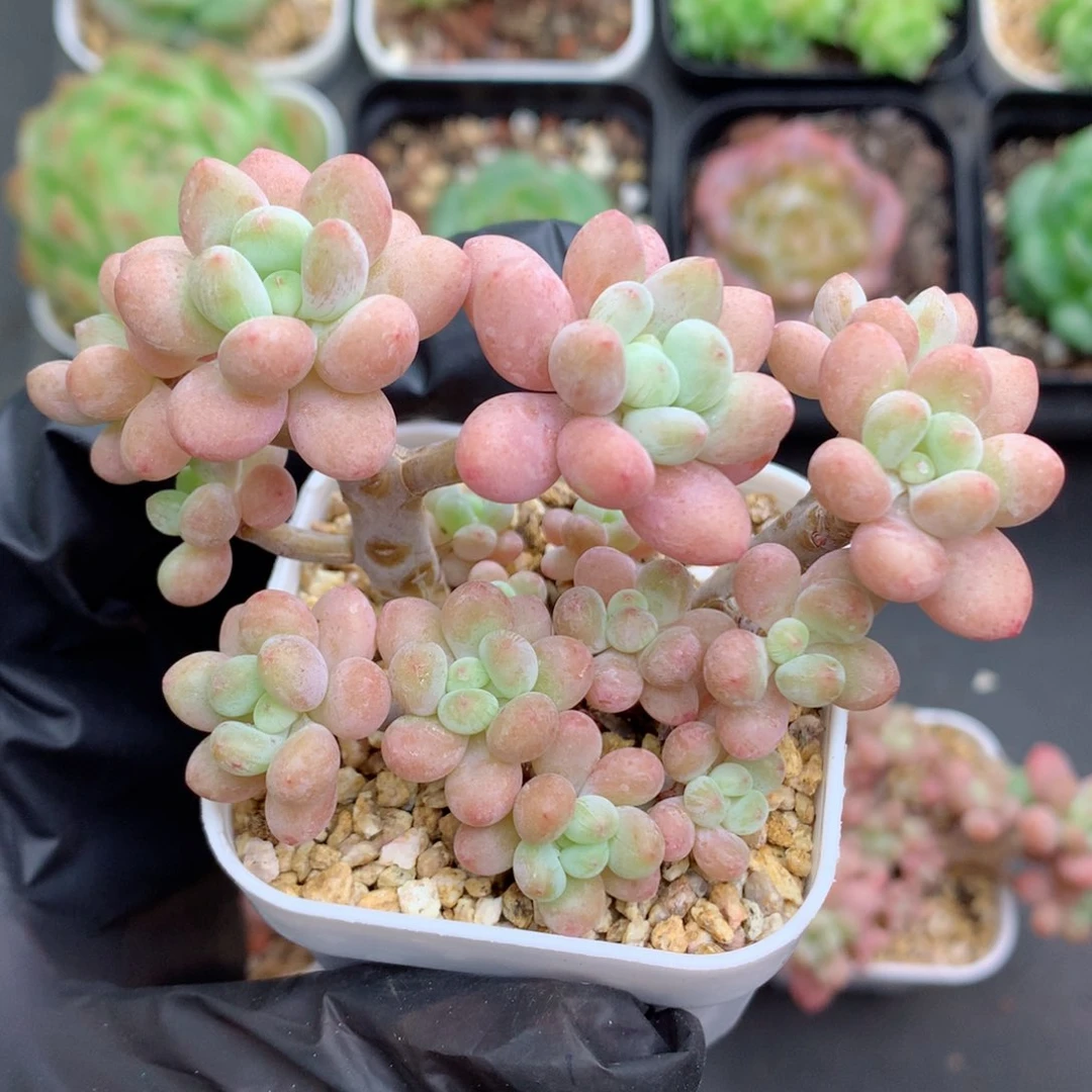 紫**铃58包邮  群生不包整