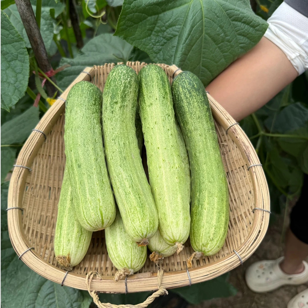 3重庆农家新鲜黄瓜老品种新鲜黄瓜（渝小糯）