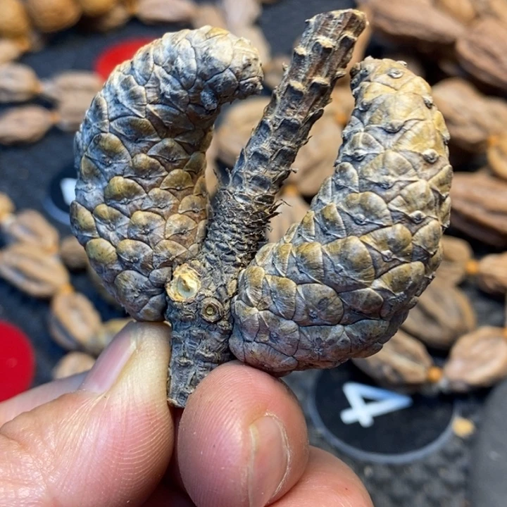吊坠文玩核桃娜姐51