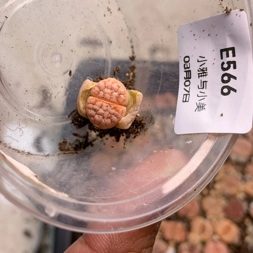 每****?E566多肉植物保护