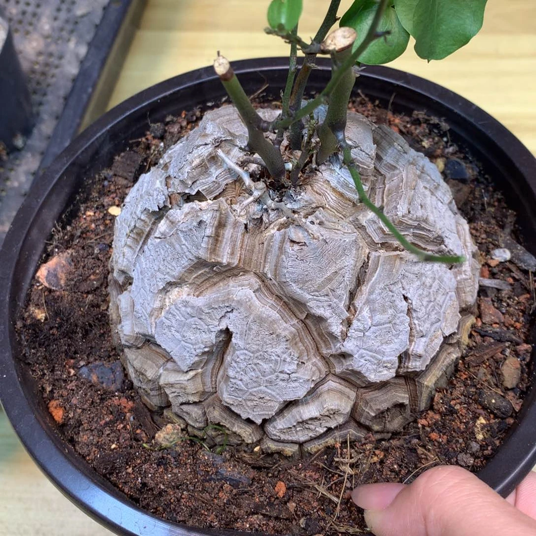 17号 实生龟甲龙11.5公分 带盆土