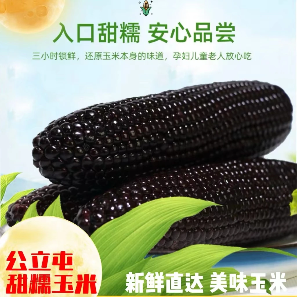 公立屯黑糯玉米10根装25年新鲜采摘头茬东北粘苞米颗粒饱满