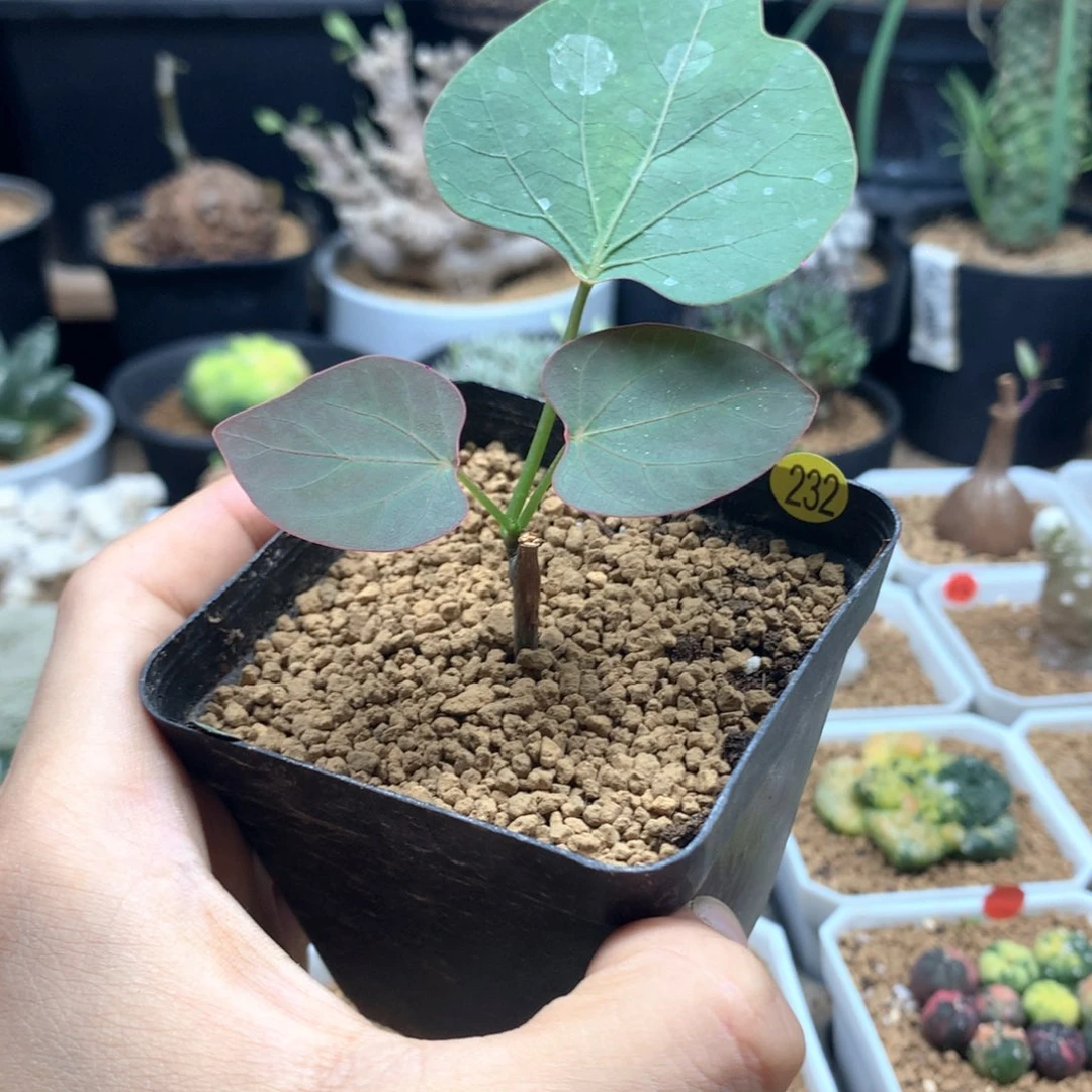 扦插红叶西番莲带盆