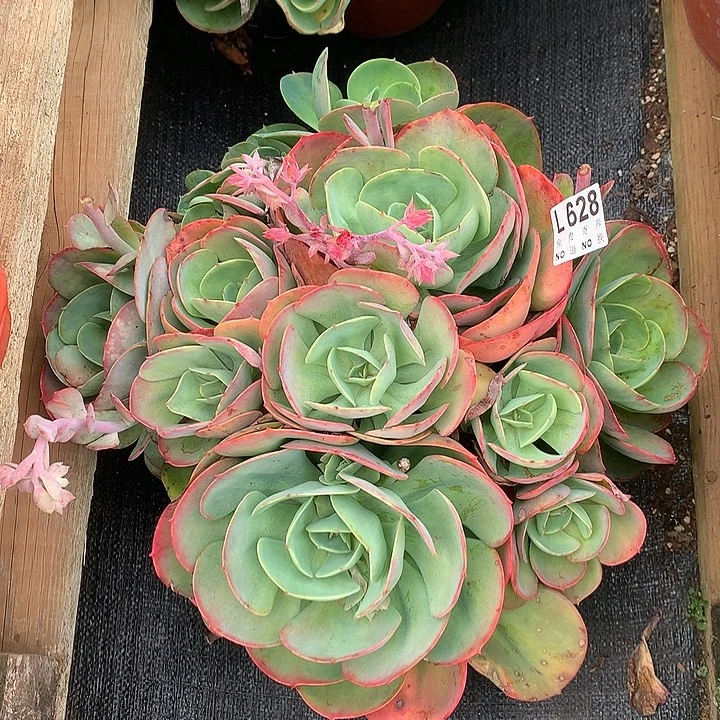莫尼卡大群 多肉植物9.27后左右发货