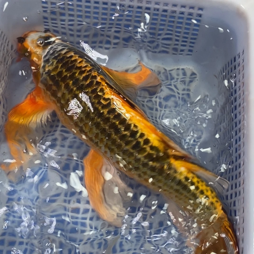 锦鲤冷水锦鲤包邮