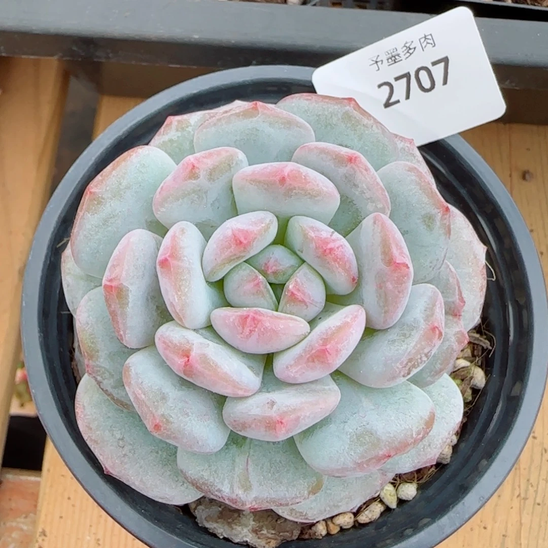 星影石化，2707多肉植物