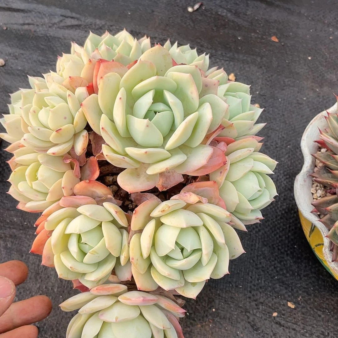 ?****a多肉植物一物一拍