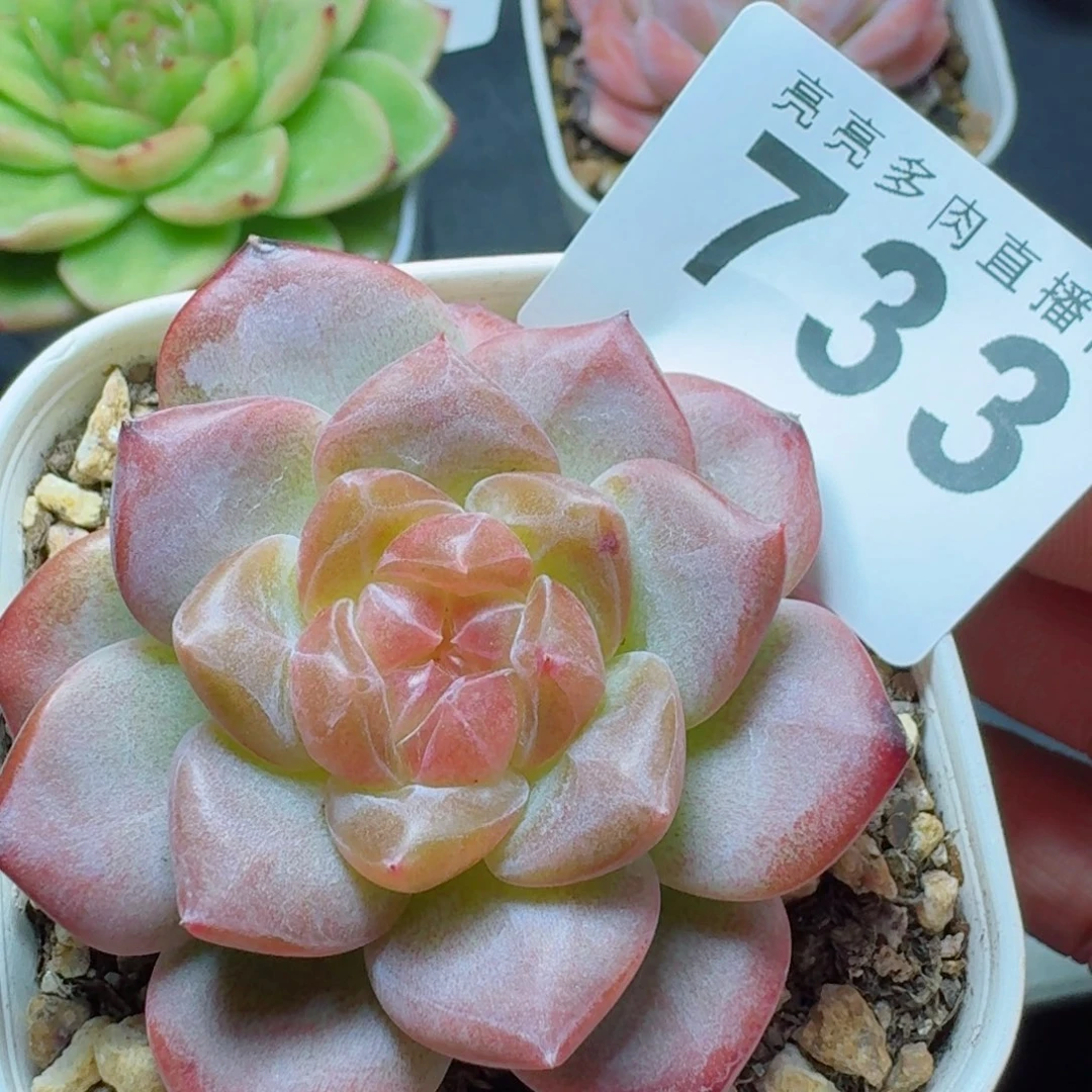 灯芯琥珀            精美多肉植物