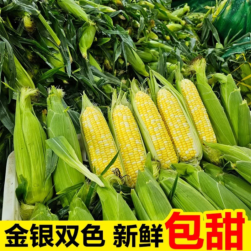 云南新鲜水果玉米可生吃香甜鲜嫩爆汁当季甜玉米苞谷