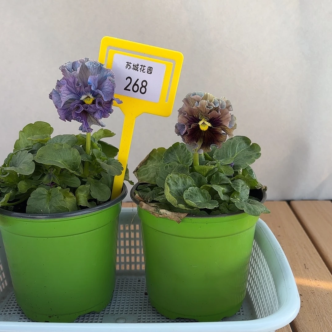 大部分开放少量花苞268