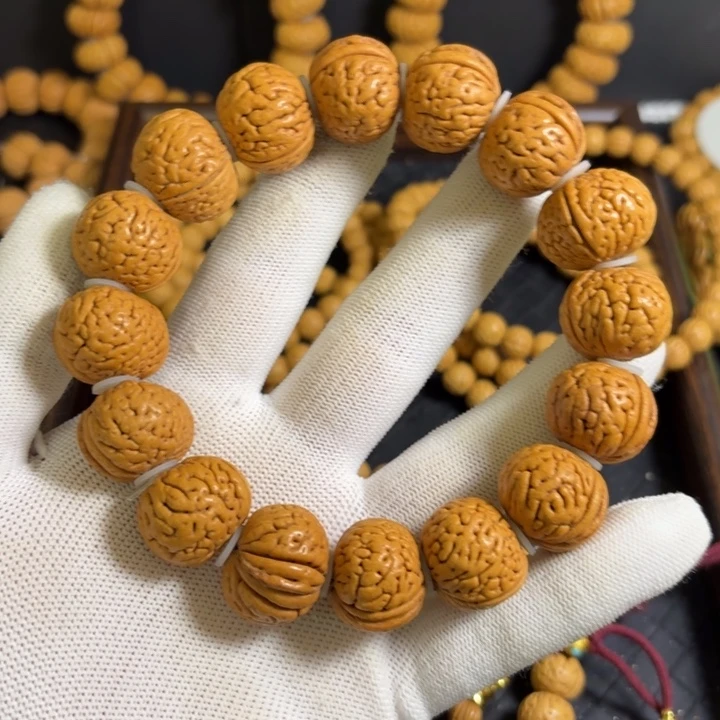 2号21.5尺寸金鱼肚