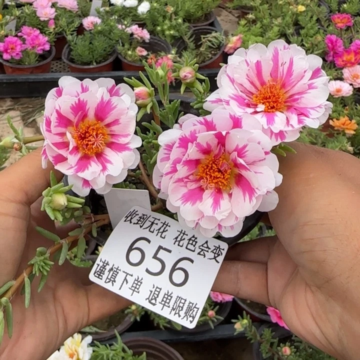 无花朵656超小苗盆口10cm