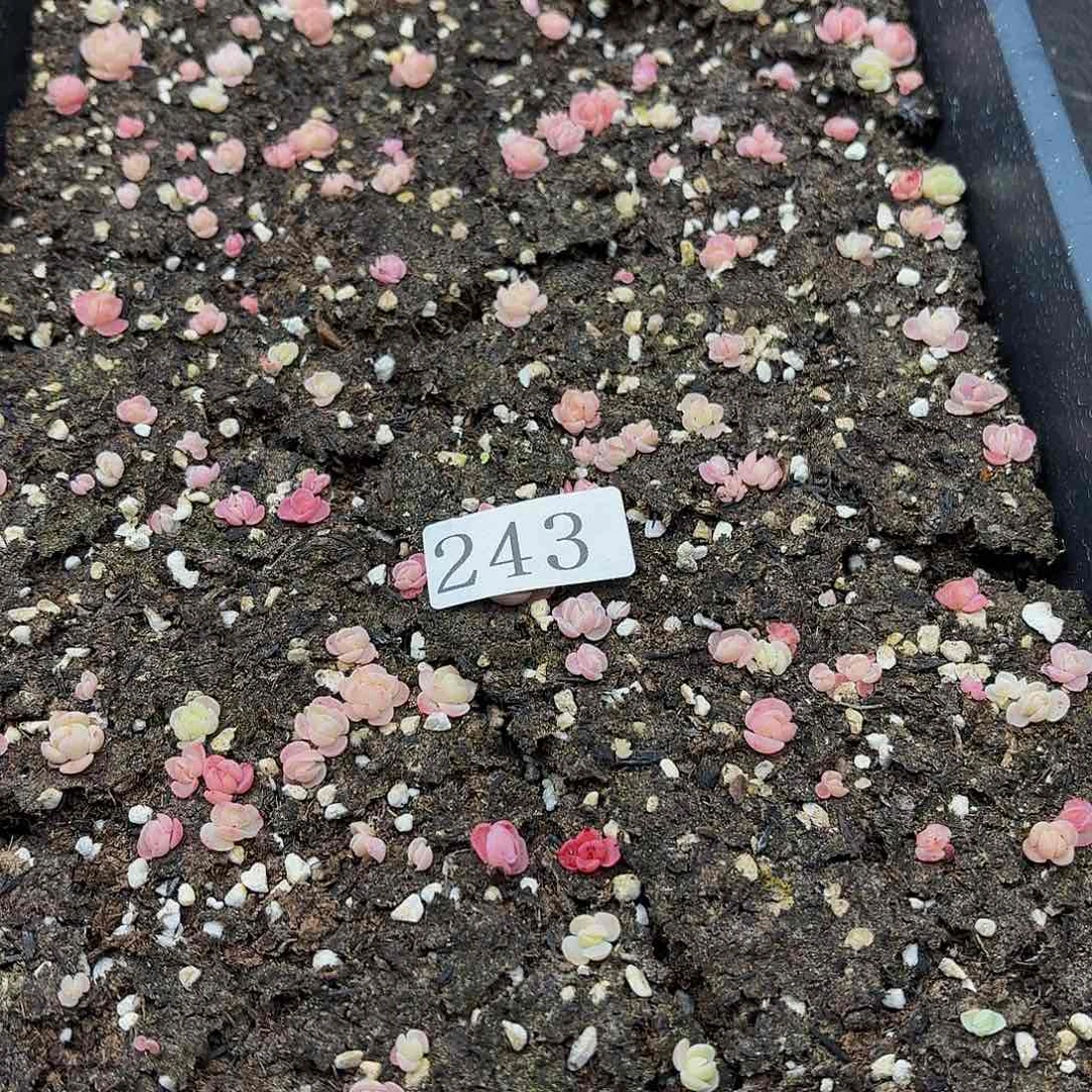 多肉植物多肉植物243