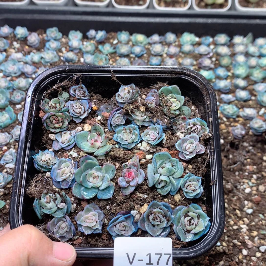 无花朵V177英语英语