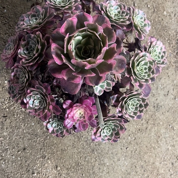 多肉植物霁月锦……