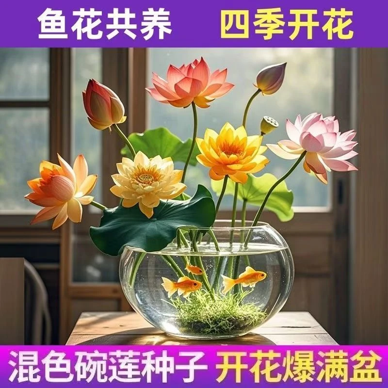 【碗莲种】水培植物室内绿植盆栽开口睡莲荷花水养花卉四季遇水即活