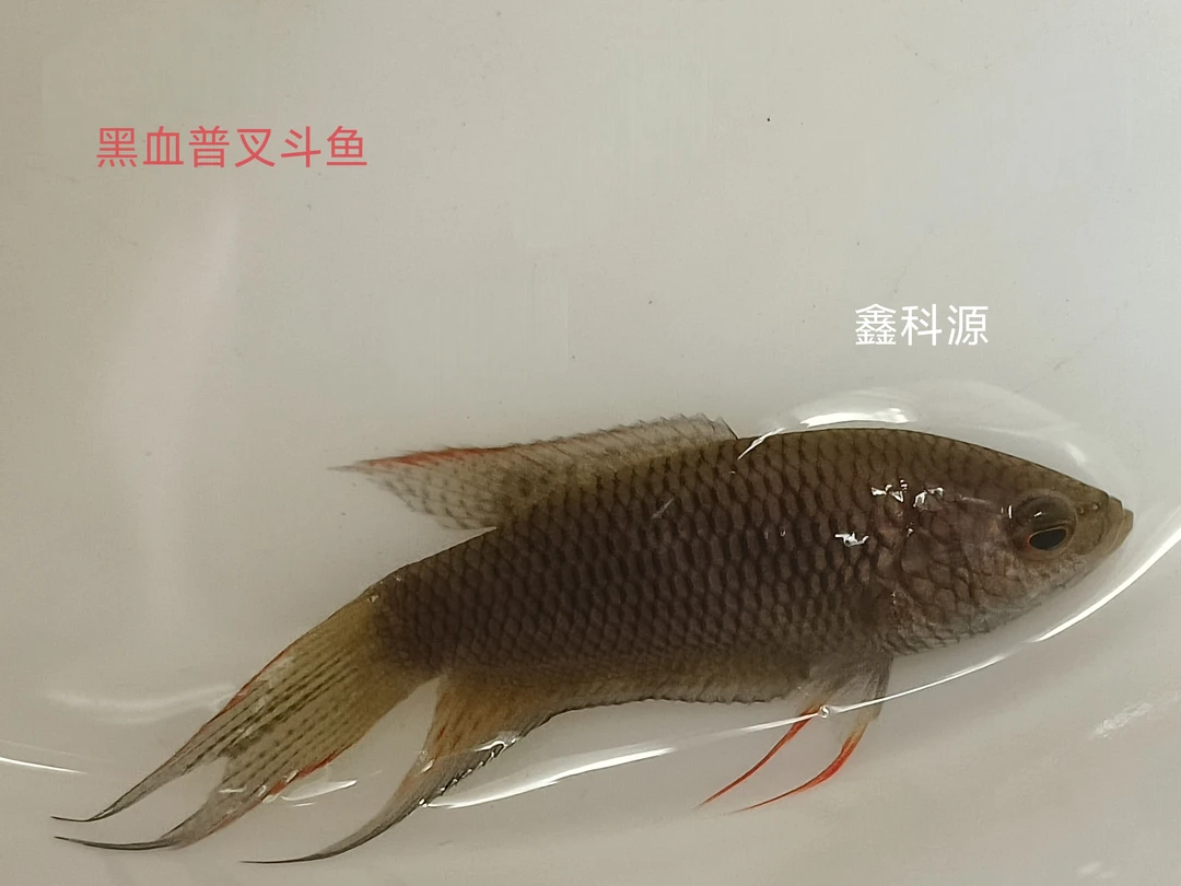 小型热带鱼中国斗鱼黑普叉斗鱼好养的小鱼耐养的小鱼