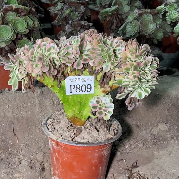 809粉女巫坠多肉植物