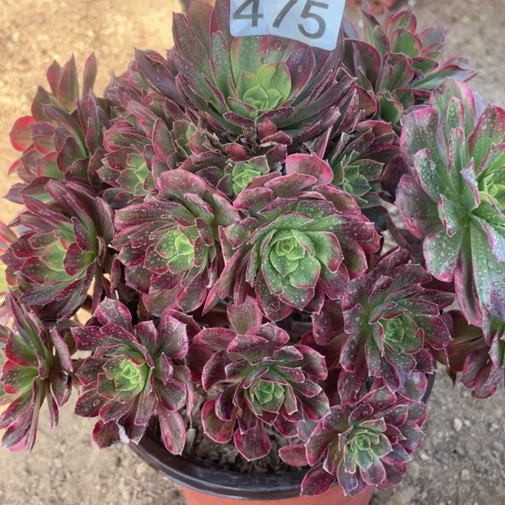 475多肉植物安娜