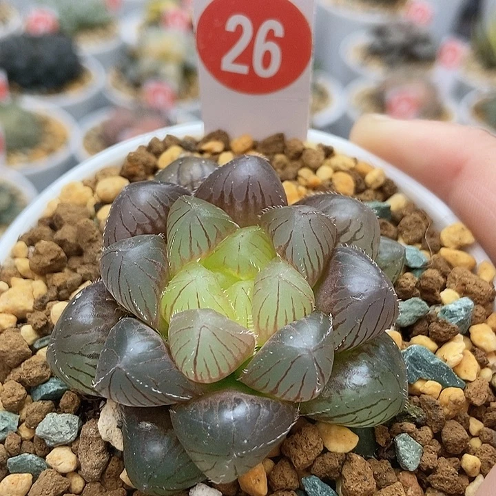 26洛神111111111111
