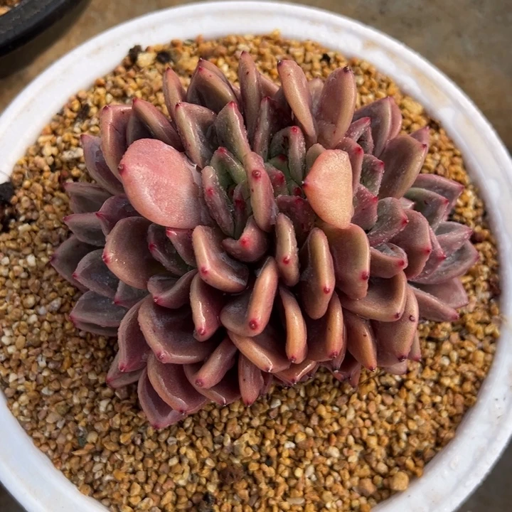 香槟朵朵缀 夏鸣园艺