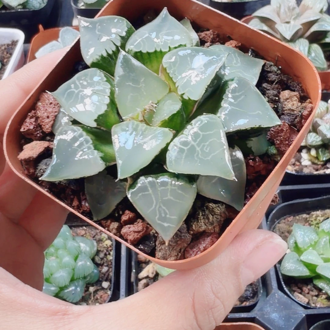 十二卷火凤凰开播福利