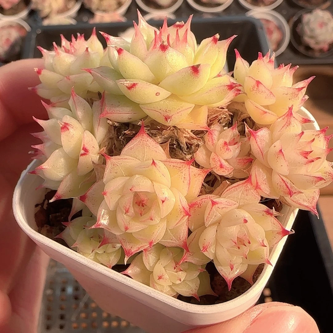 多肉1201-138优选麦秆