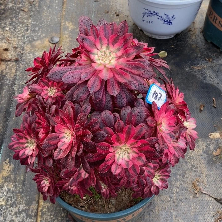 187月亮女神多肉法师