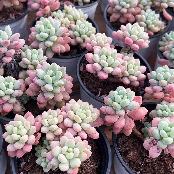 泡泡酱      福利多多