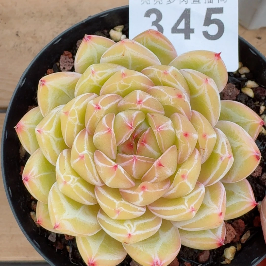 雪花模特      愿你一路坦途，乘风破浪展宏图